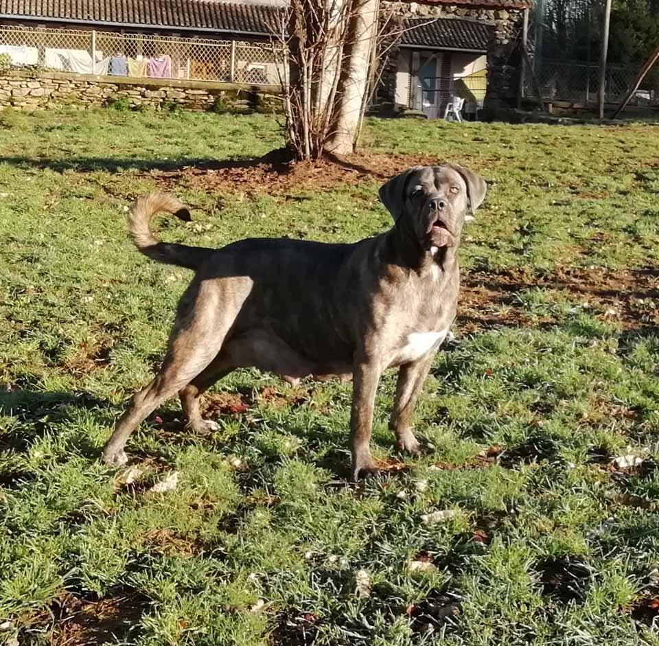 Cane Corso