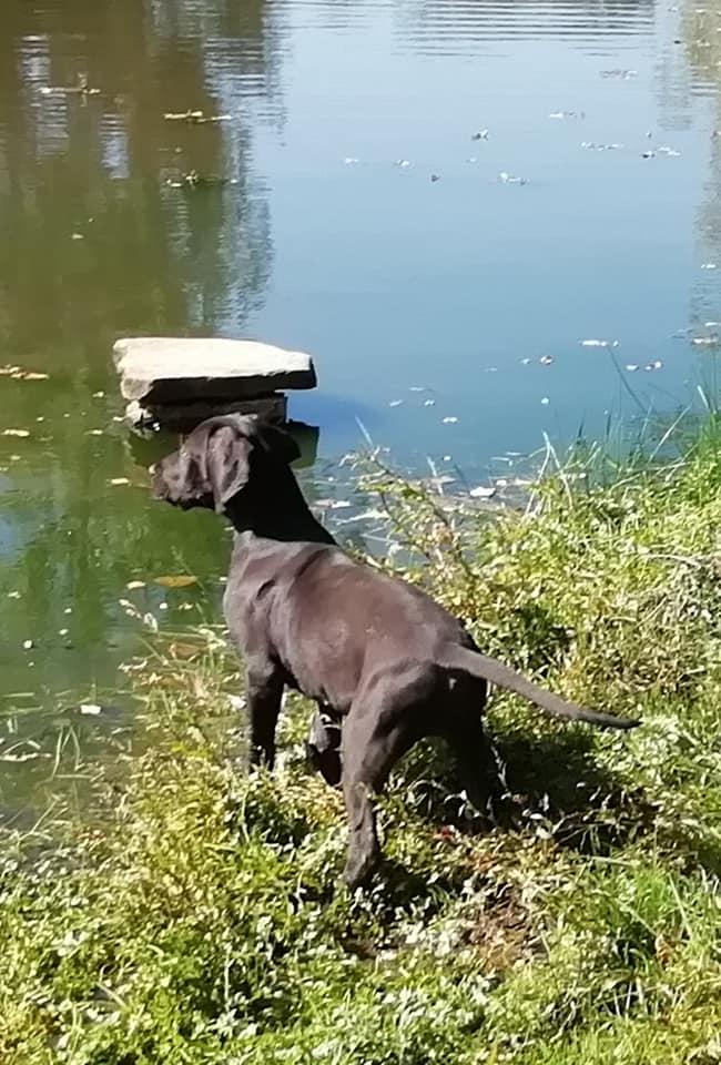 Dogue allemand1