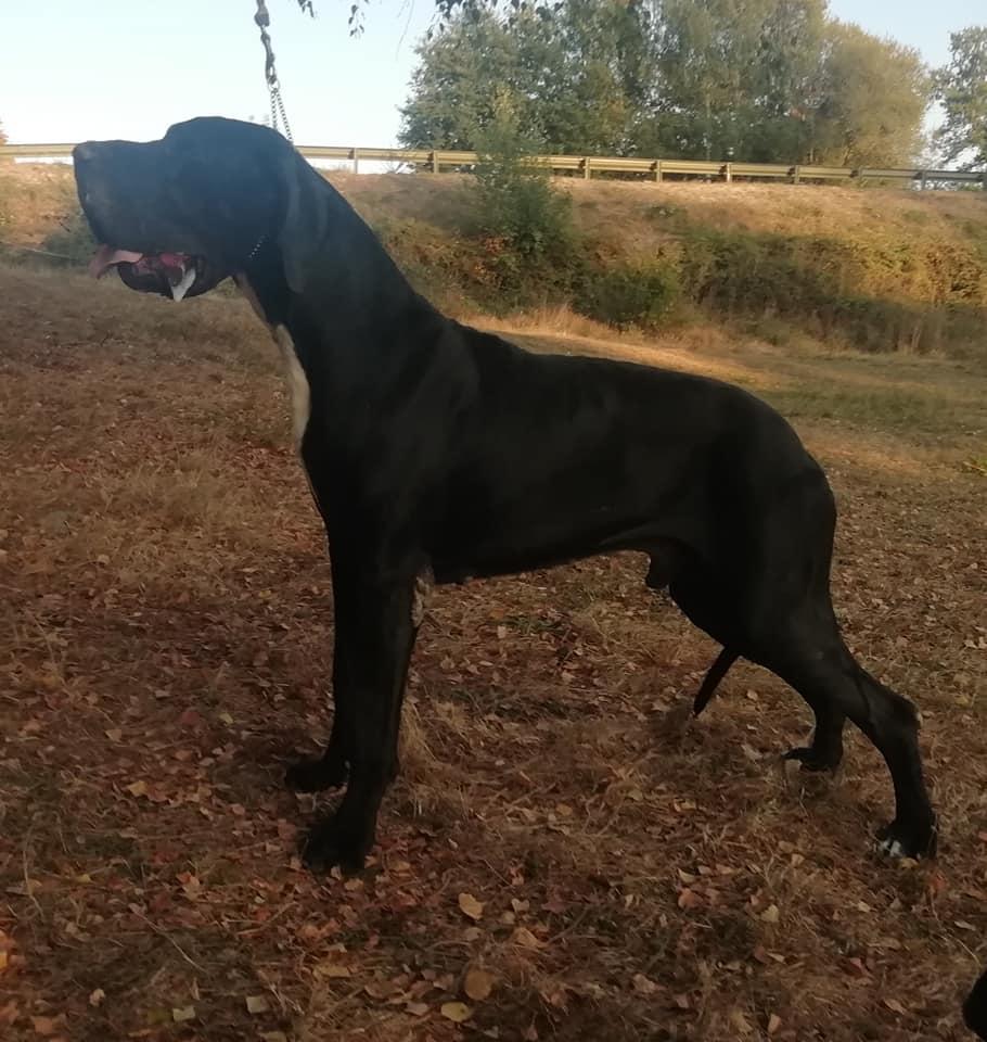Dogue allemand3