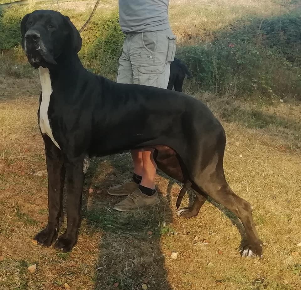 Dogue allemand4