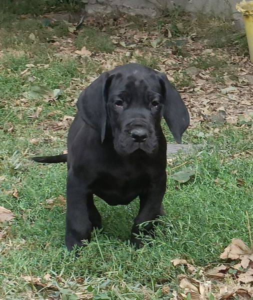 chiot1