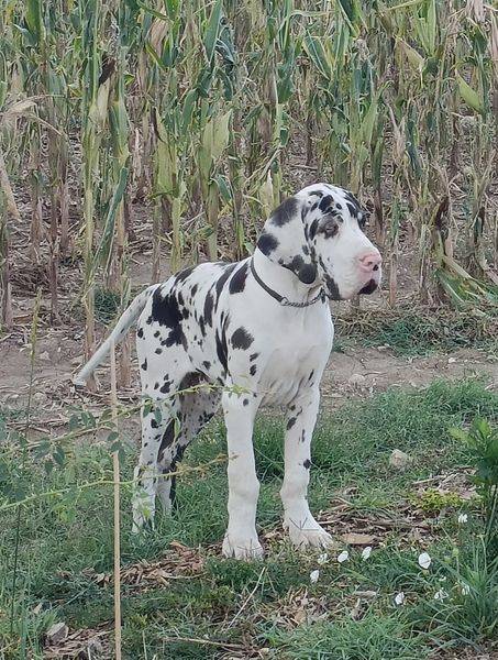 chiot2
